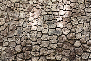 Texture of the bark of a tree that looks like very dry and dehydrated skin