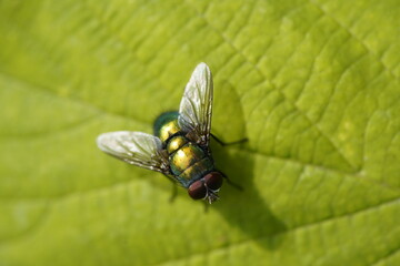 The common green bottle fly (Lucilia sericata) is a blowfly found in most areas of the world and is the most well-known of the numerous green bottle fly species.