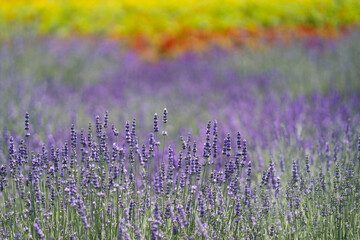 Naklejka premium ラベンダー