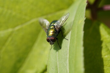 The common green bottle fly (Lucilia sericata) is a blowfly found in most areas of the world and is the most well-known of the numerous green bottle fly species.