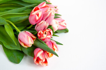 Bouquet of pink tulips with light border isolated on white background