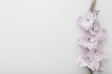 Fresh gladiolus flower on light gray table background. Closeup. Condolence card. Empty place for emotional, sentimental text, quote or sayings. Top down view. - obrazy, fototapety, plakaty