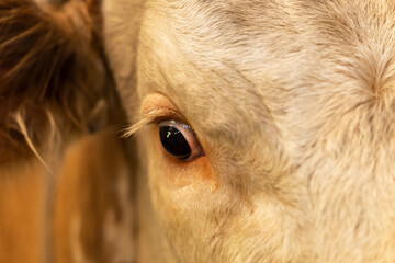 Close-up of the eye of a german simmental cow