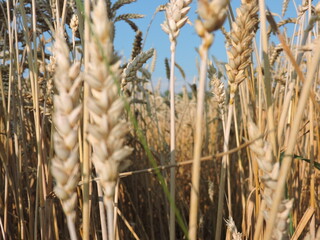 ears of wheat