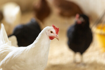 Portrait of chicken in a hen house