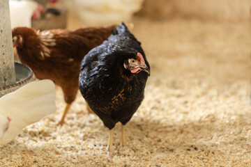 Portrait of chicken in a hen house
