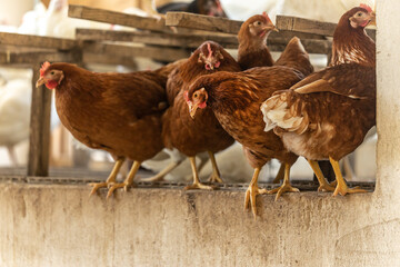 Portrait of chicken in a hen house
