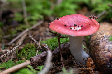 Fliegenpilz