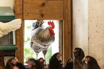 A rooster walks through a hatch into a hen house