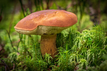 Steinpilz im Wald