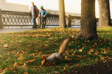 squirrel in the autumn park