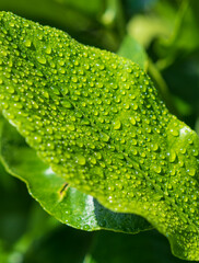 Wassertropfen auf Blatt