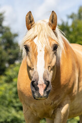 Fototapeta premium Portrait of a haflinger horse