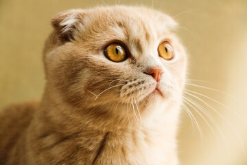 beautiful domestic purebred red cat with light eyes