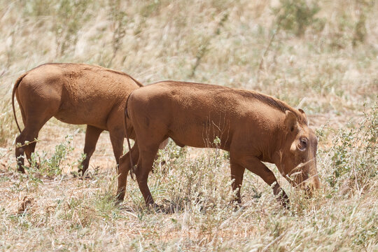In the photo image Wild Hog In Kenya. Safari