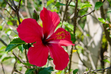 red hibiscus flower