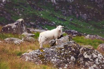 Lone sheep in the rain on a rock, at the foot of Tryfan, North Wales