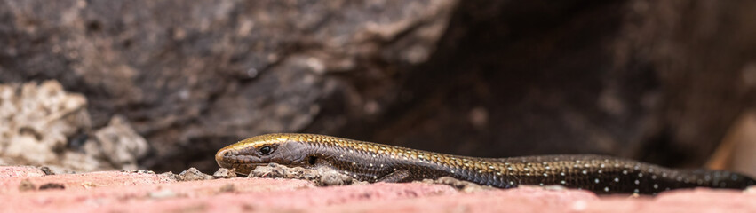 Golden Skink (La Gomera)