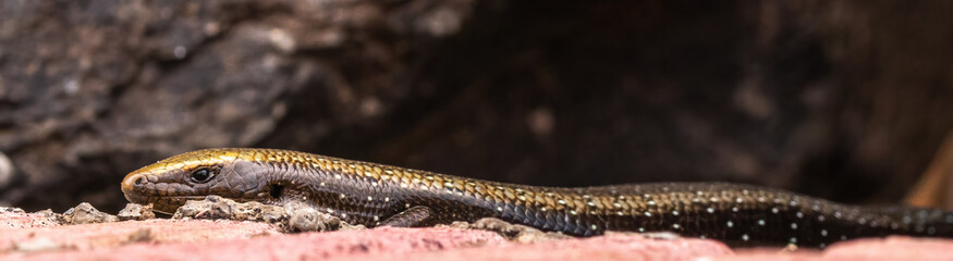 Golden Skink (La Gomera)