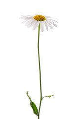 Chamomile flower isolated on white background. Medicinal herbal plant.