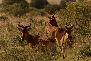 The photo shows one of the fastest and most enduring runners of Antelope Cote's Hartebeest