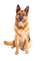 German Sheepdog isolated over white background