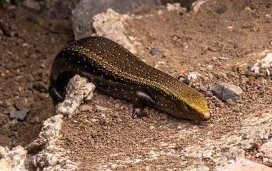 Golden Skink (La Gomera)