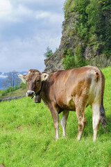 Rindviehhaltung im Allgäu - Braunvieh-Rinder auf der Alm.