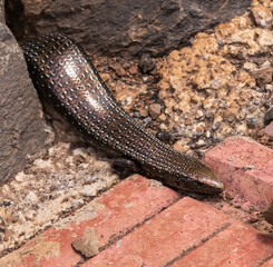 Golden Skink (La Gomera)