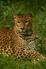 Fototapeta na wymiar Leopard relaxed