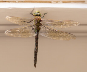 Emperor Dragonfly