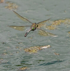 Emperor Dragonfly