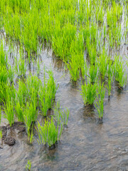 rice sprouts growing