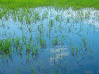sky reflection in rice field