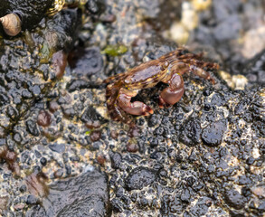 Red Rock Crab (Canary Islands)