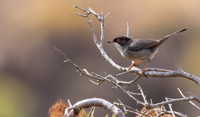 Sardinian warbler (male)