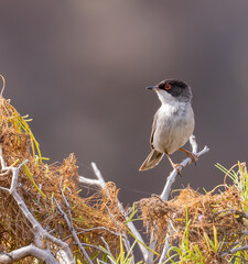 Sardinian warbler (male)