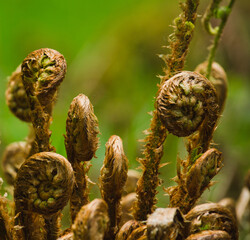  Developing fern leaves in the undergrowth. © Jaroslaw