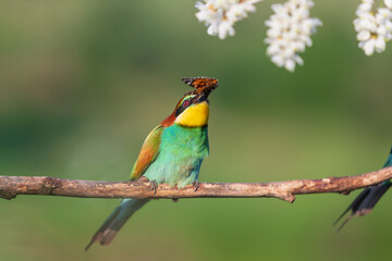 bird of paradise with a butterfly in its beak