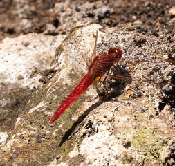 Scarlet darter dragonfly