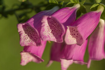Flower bells hanging in a warm colour. © Jaroslaw
