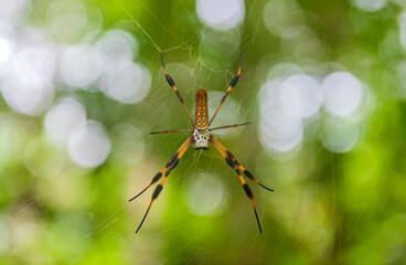 Spider in web with forest bokeh background
