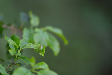 葉