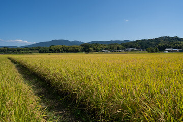 Fototapeta premium 稲