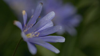 A blue flower with parted petals. - obrazy, fototapety, plakaty