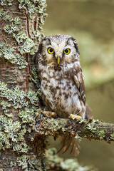 Boreal owl (Aegolius funereus) perched in a lichen covered tree