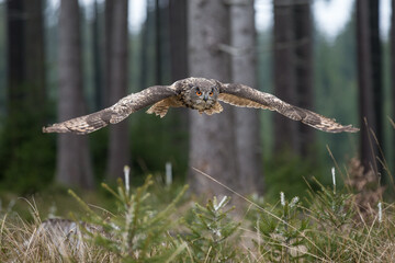 Eurasian Eagle Owl (Bubu bubo) through Czech Republic pine forest