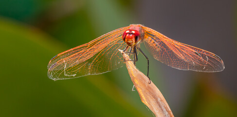 Dropwing dragonfly (male)