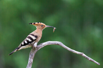 Euarasian Hoopoe (Upupa epops) perched on a branch holding an  unidentified insect larva © John Gooday