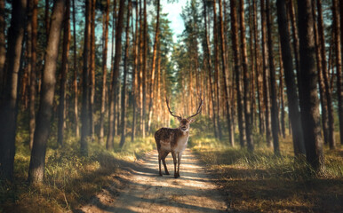 A deer stands on a sandy road in the forest. Fog and bright sky through coniferous trees in the park. Environmental protection
